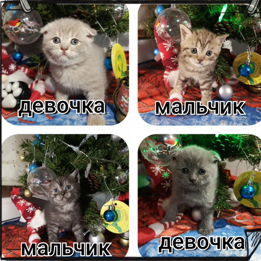 Шотландские котята