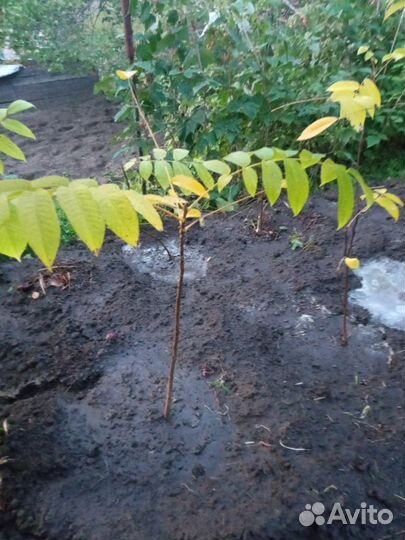 Манчжурский орех саженец