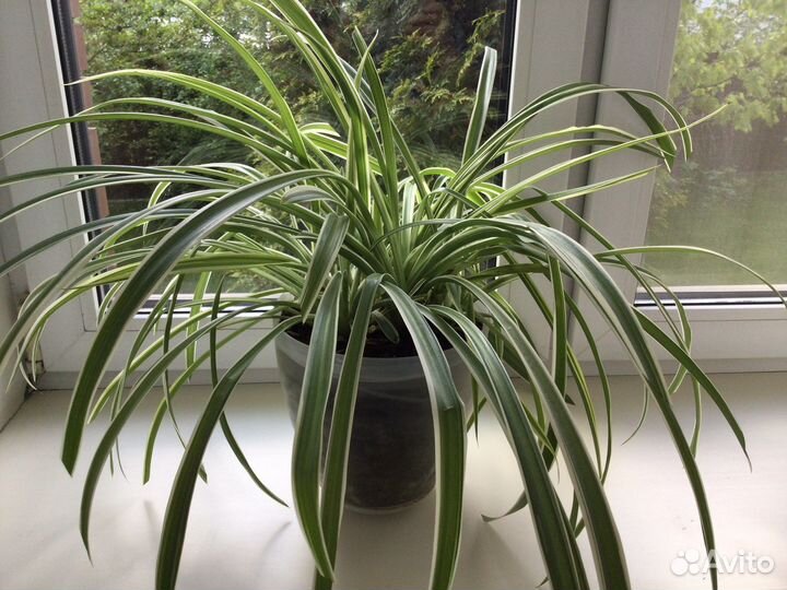 Хлорофитум.Фиалка.Садовый тройник