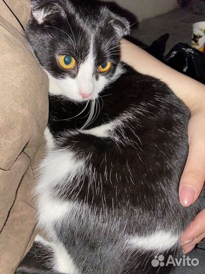 Вислоухая кошечка