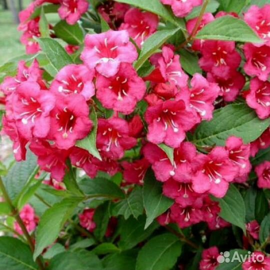 Вейгела Бристол Руби - Weigela Bristol Ruby