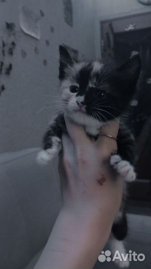 Кошка в дар