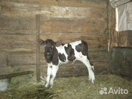 Телочка 3 месяца