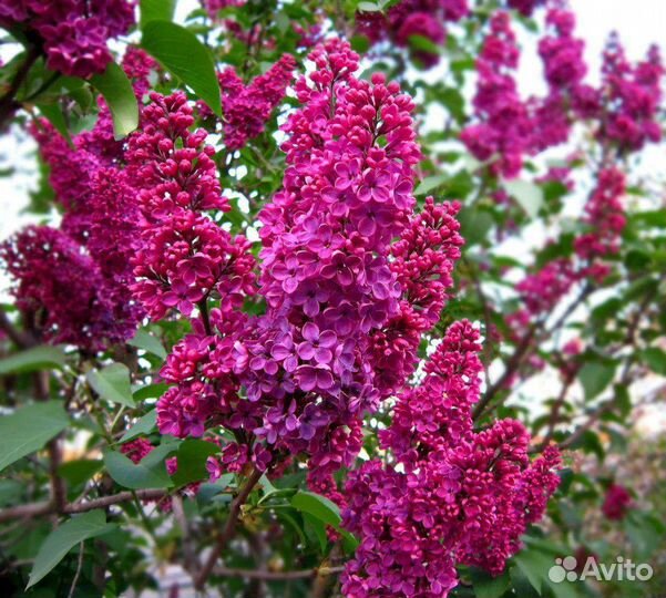 Саженцы персидской сирени