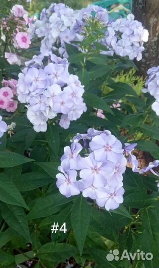 Флоксы. 10 сортов