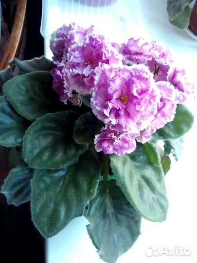 Сортовая махровая фиалка Анжелика