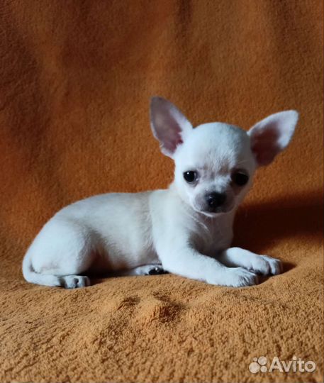 Чихуахуа, щенки