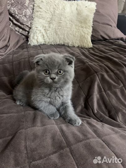 Британские котята