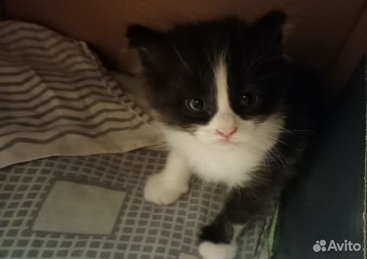 Котята в добрые руки бесплатно