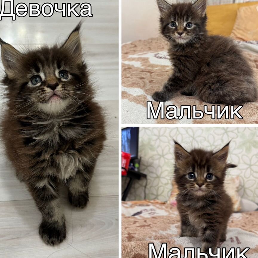 Котята мейн-кун