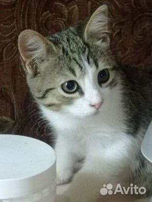 Котенок Гриша