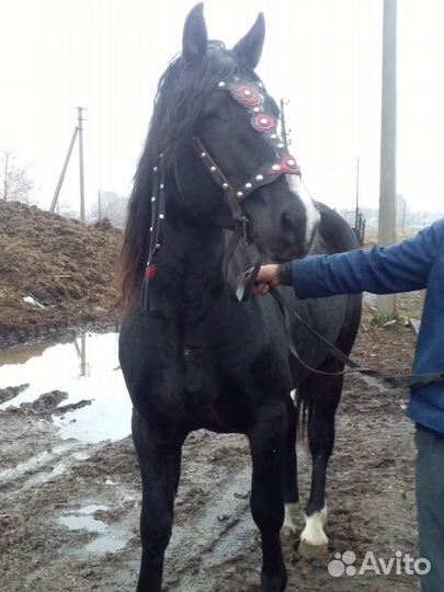 Продаётся жеребец