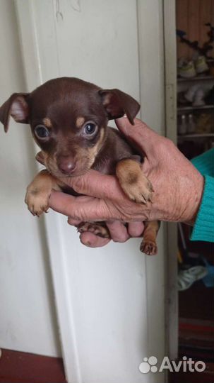 Мини той-терьер