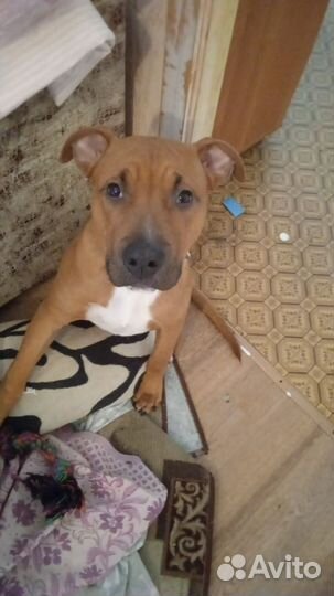 Стаффордширский терьер