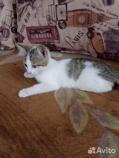 Кошка