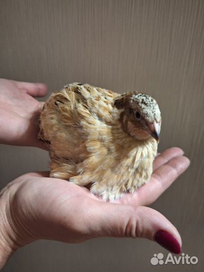 Перепела живые