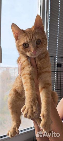 В добрые ручки