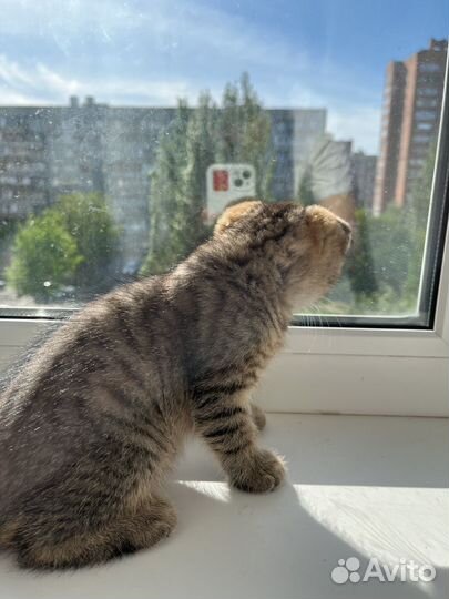 Вислоухая кошка