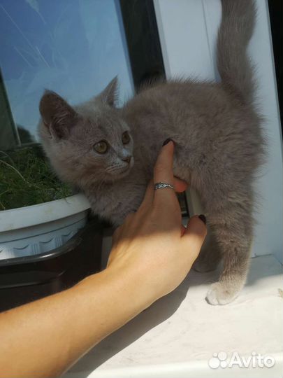 Котёнок, 3 мес
