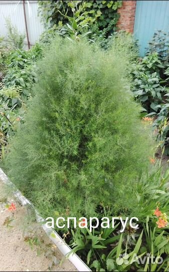 Цветы многолетки