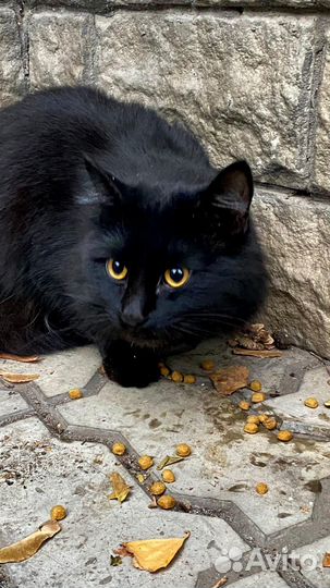 Кот в добрые руки