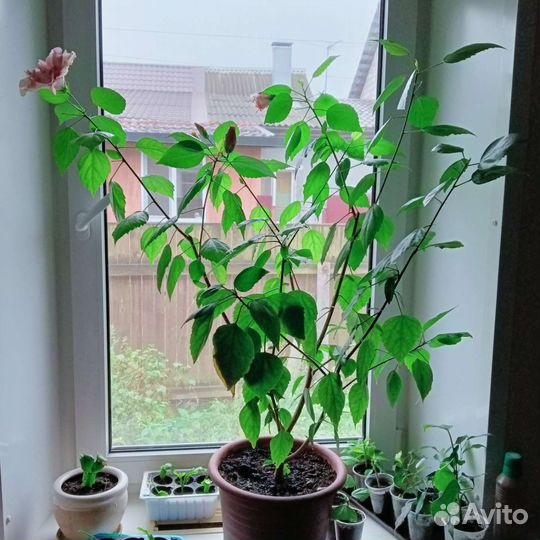 Гибискус(китайская роза)