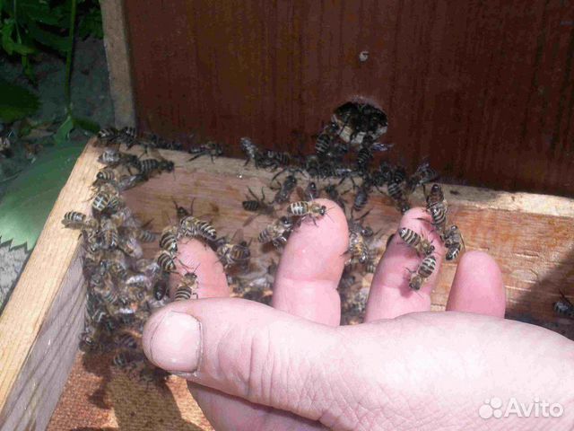 Пчелы семья пакет