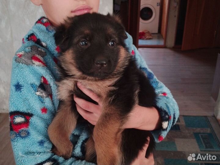 Немецкая овчарка