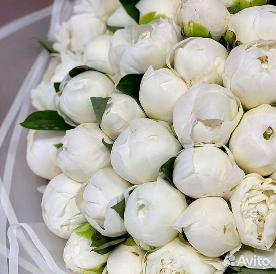 Пионы Букет