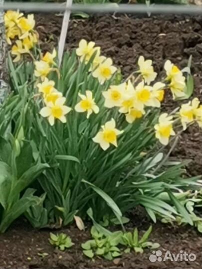 Нарциссы