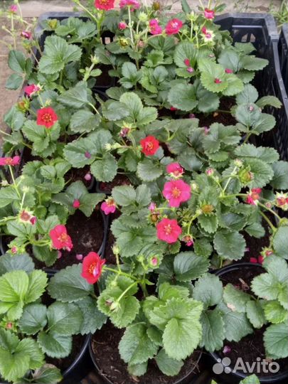 Коубника (земляника садовая ) Тоскана