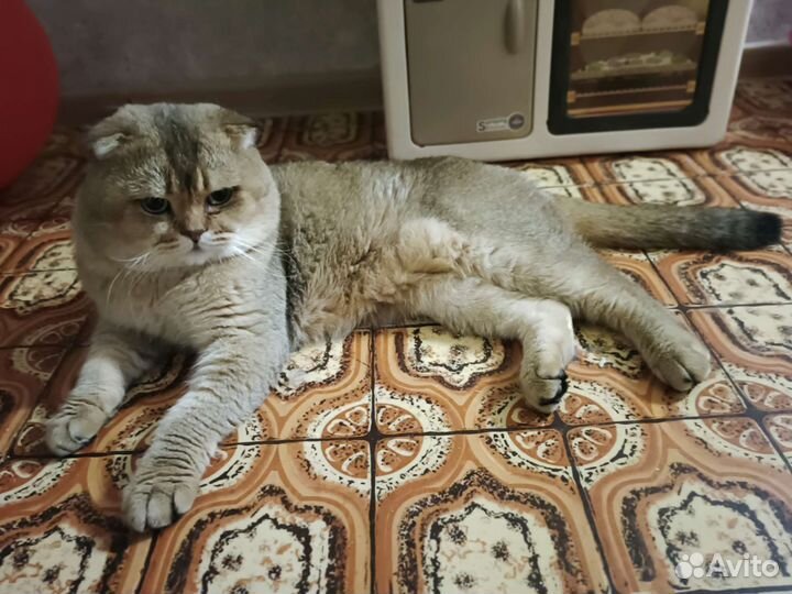 Красивый котик. Вязка