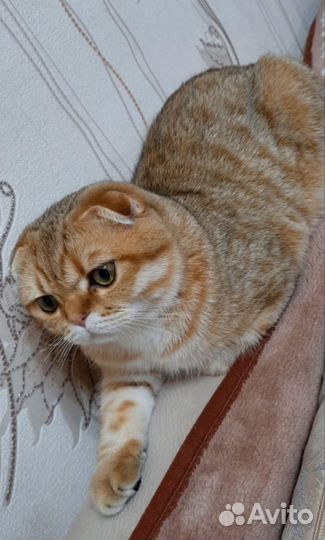 Шотландский кот вязка