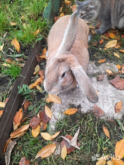 Крол 7 месяцев