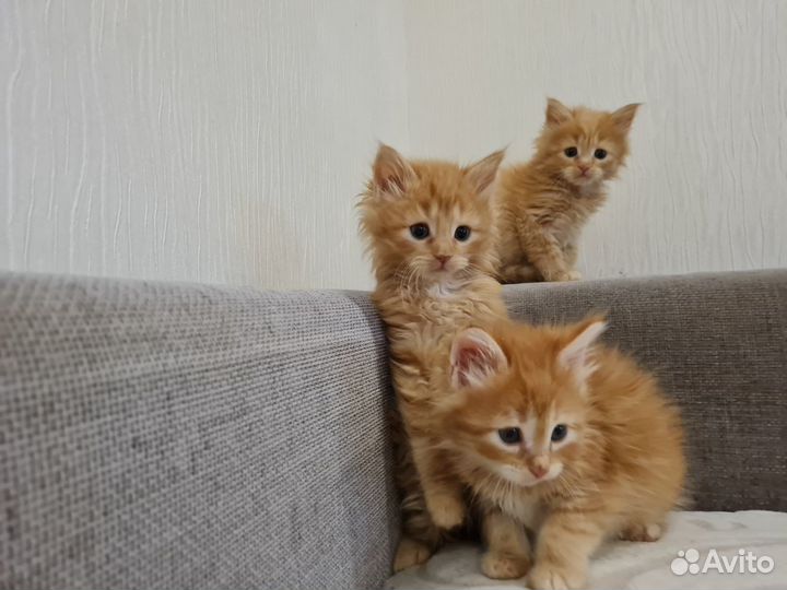 Сибирские котята