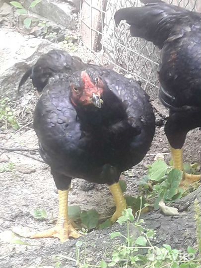 Инкубационное яйцо