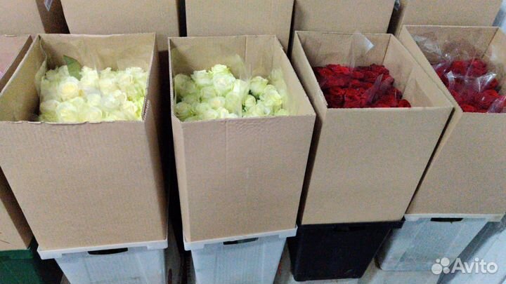 Срезанные Розы напрямую из теплиц цветы