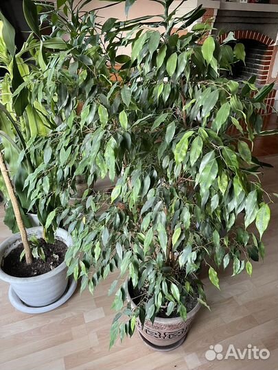 Комнатные растения цветы большие