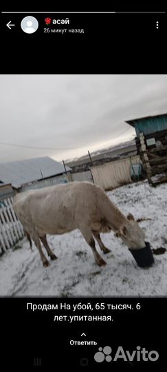 Корова