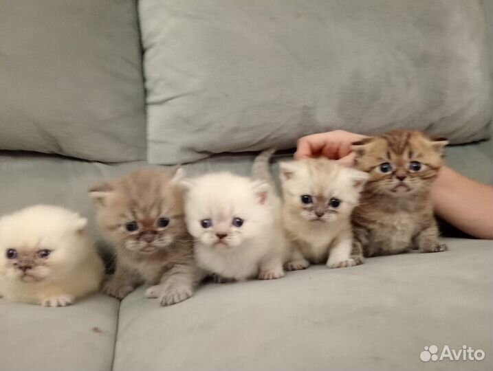Шотландские котята
