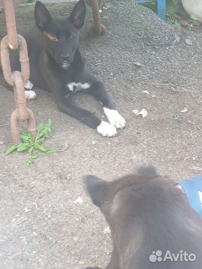 Щенки лайки