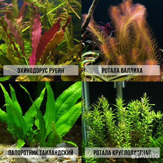 Аквариумные растения прайс от 08.07