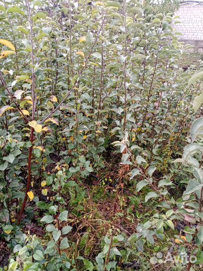 Саженцы яблонь