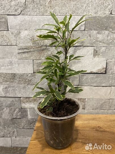 Дизиготека элегантиссима Бьянка