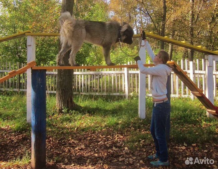 Дрессировка собак, кинолог