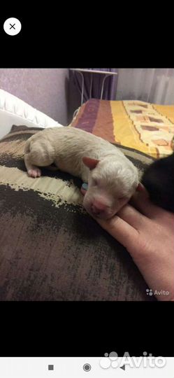 Вязка пудель