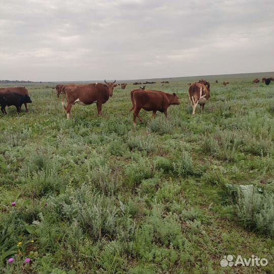 Степные телки