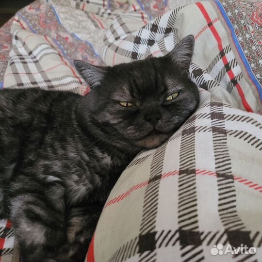 Шотландский кот вязка