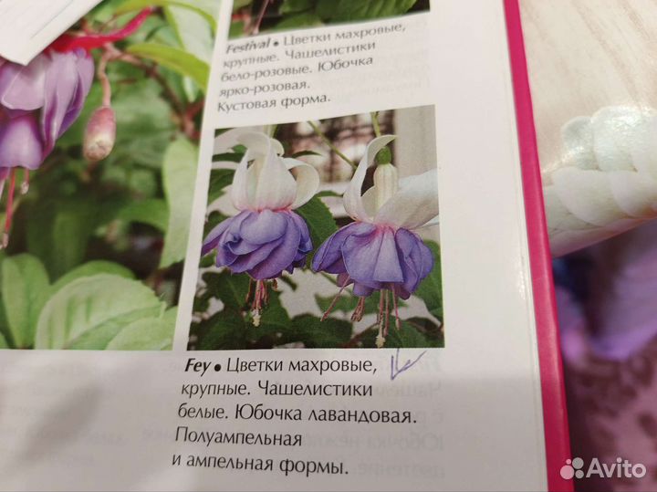 Фуксии сортовые