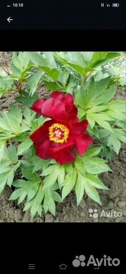 Продам пион Скарлет Хевен (Scarlet Heaven)